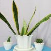 Sansevieria, Tumbuh Tanpa Disentuh