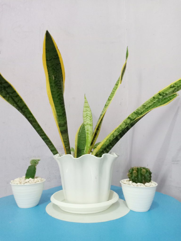 Sansevieria, Tumbuh Tanpa Disentuh
