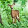 Hutan Kita, Kunci Kehidupan yang Baik-baik Saja di Bumi