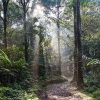 Franly Aprilano Oley, Pahlawan Lingkungan yang Gigih Menjaga Hutan Berau