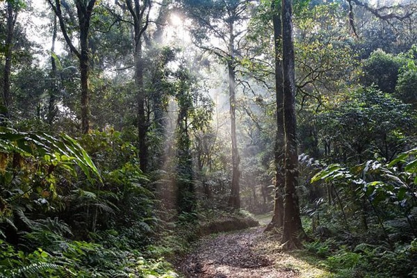 Franly Aprilano Oley, Pahlawan Lingkungan yang Gigih Menjaga Hutan Berau